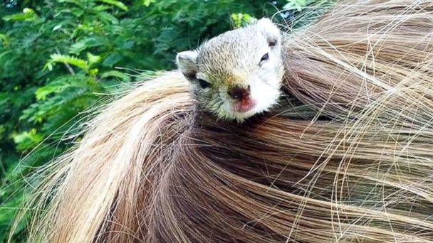 Ecureuil coiffure